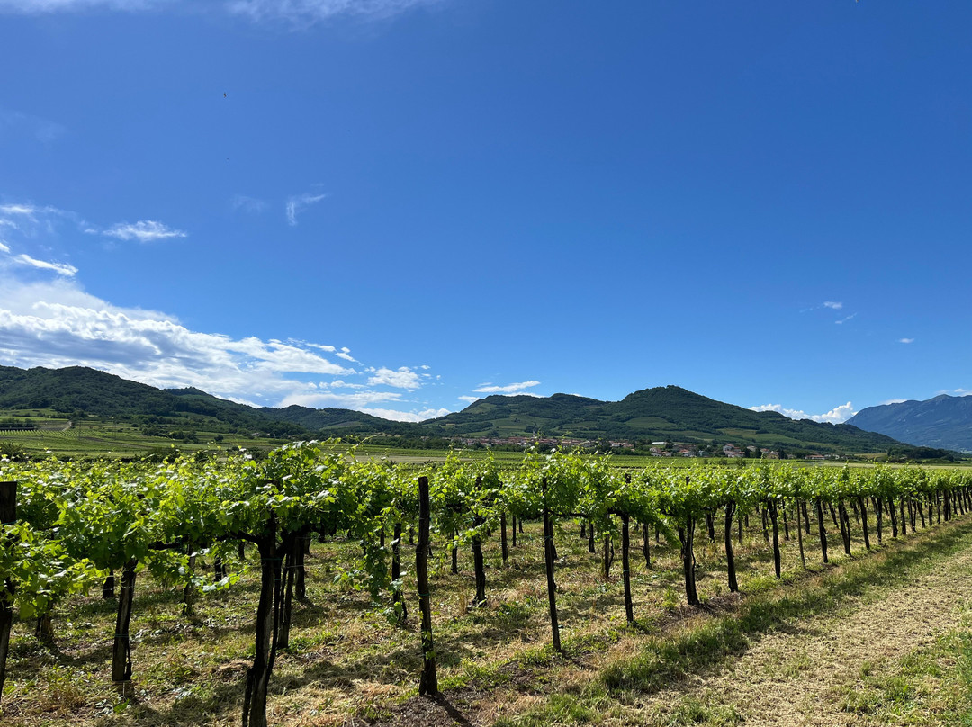 Petric Winery - Vipava-Vipava必去景点