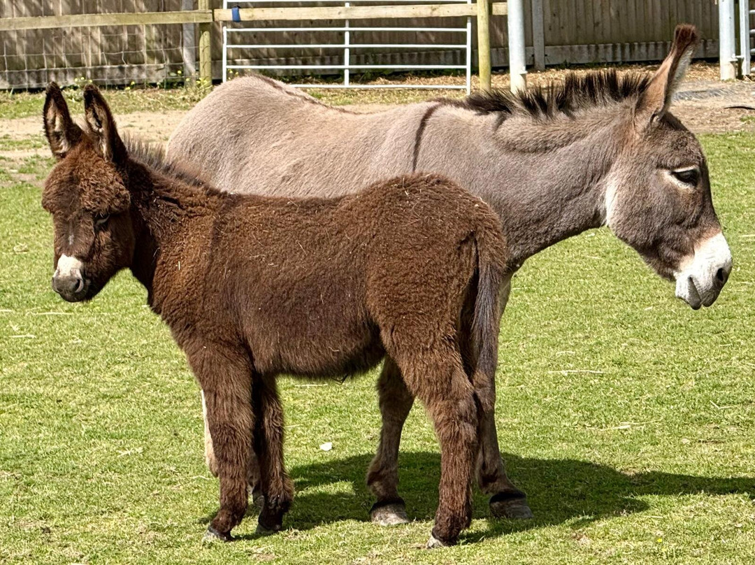 Hayling Island Donkey Sanctuary