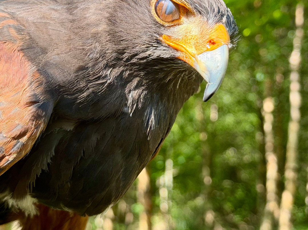 Killarney Falconry-基拉尼必去景点