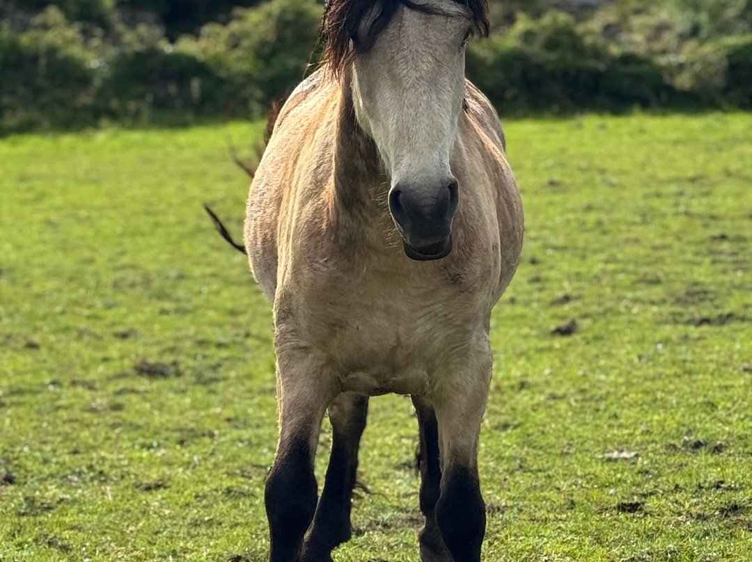 Connemara Equestrian Escapes-Moycullen必去景点