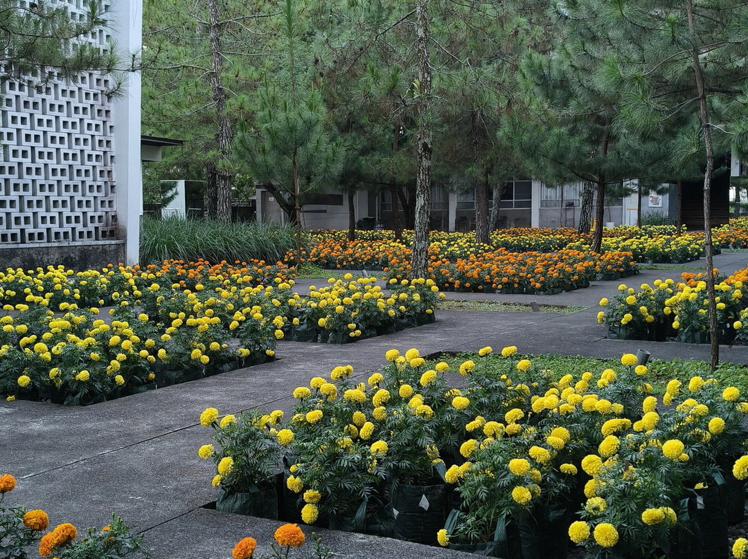 Rumah Atsiri Indonesia-Tawangmangu必去景点