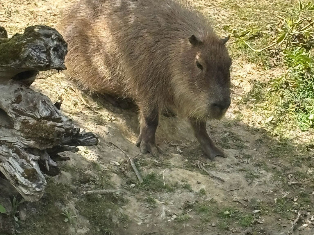 Zoo des Sables-莱萨布勒多洛讷必去景点