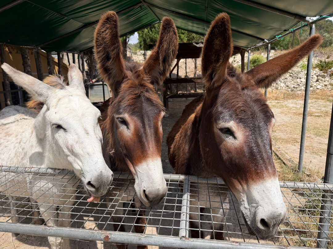 Mad Donkey Mallorca-Pollenca必去景点