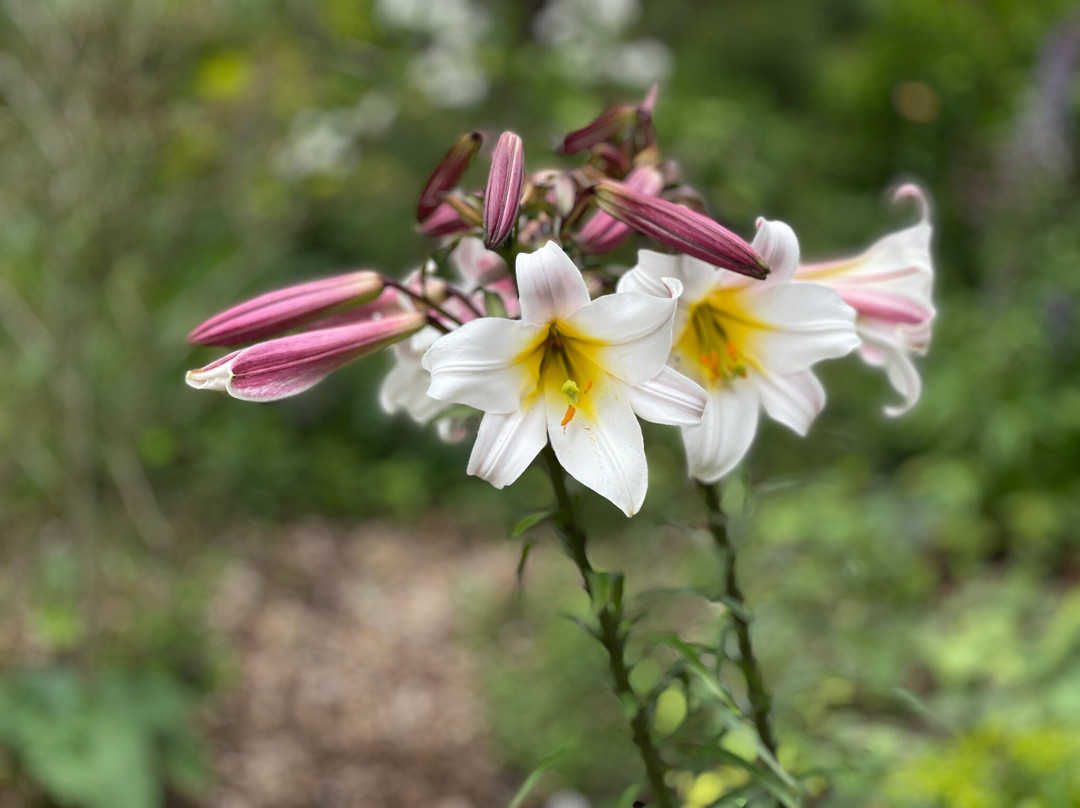 Fullers Mill Garden-West Stow必去景点