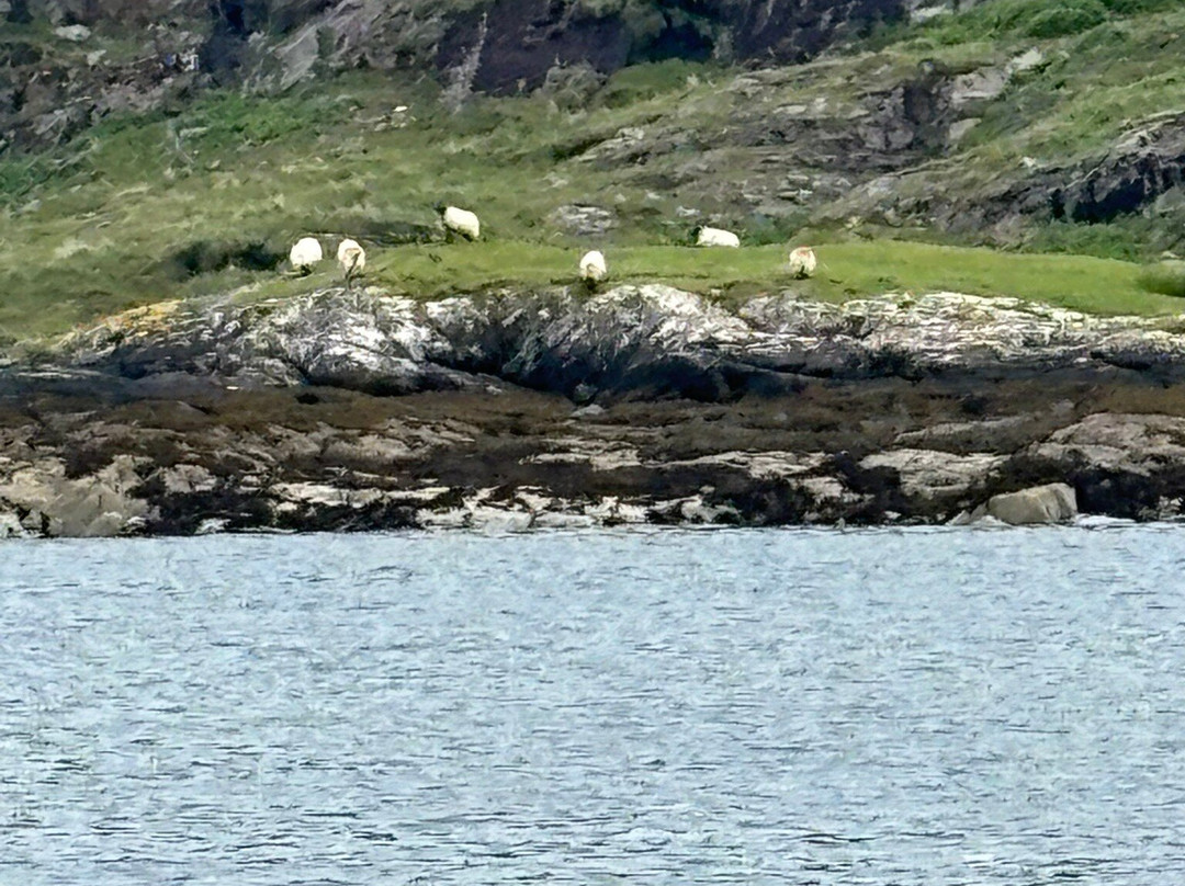 Killary Fjord Boat Tours-Leenane必去景点
