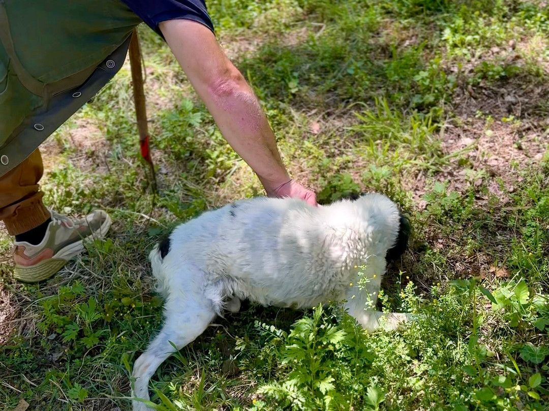 Truffle in Tuscany-圣米尼亚托必去景点