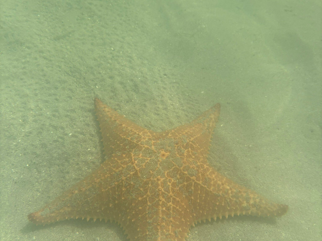 Starfish Beach-博卡斯镇必去景点