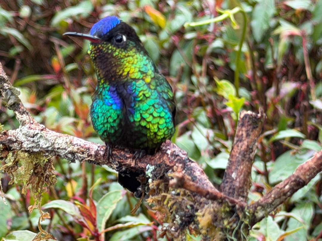 Birding Experiences-福德圣卡洛斯必去景点