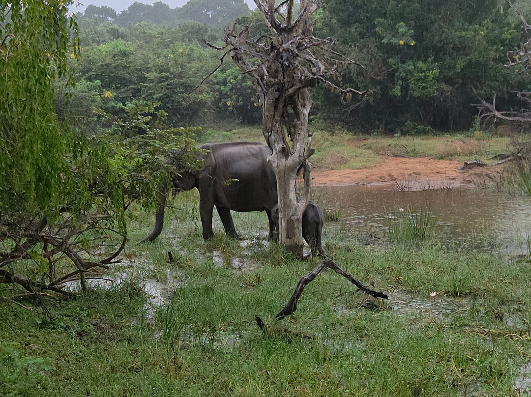 Mahiyaa Tours-Kiribathgoda必去景点