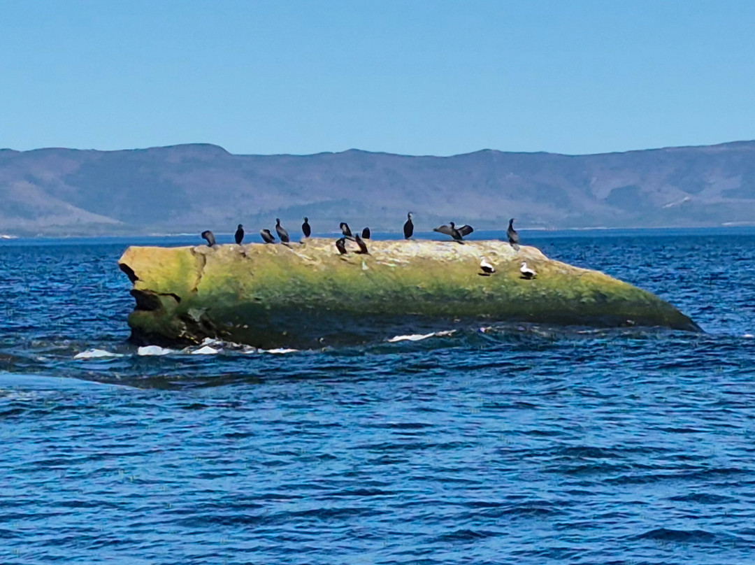 Bird Island Boat Tour-Big Bras d'Or必去景点