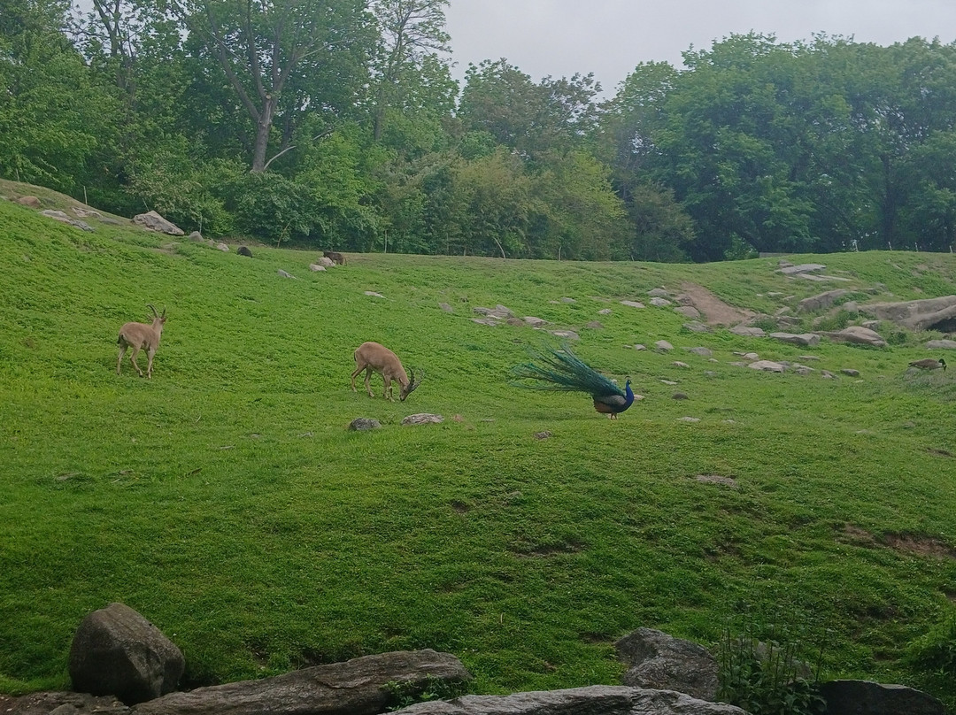 Bronx Zoo-布朗克斯必去景点