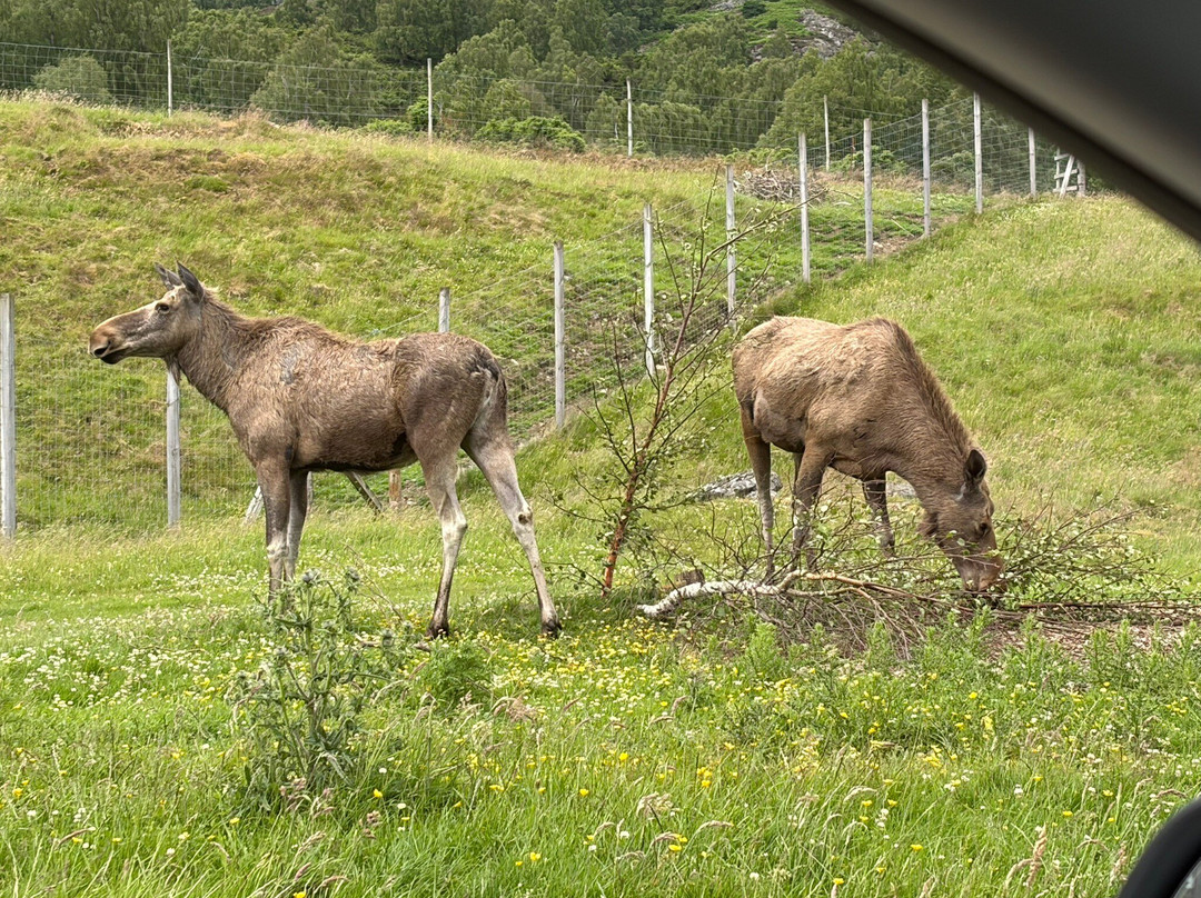 Highland Wildlife Park-Kincraig必去景点