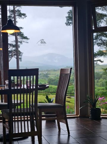 老松树酒店-旅行者