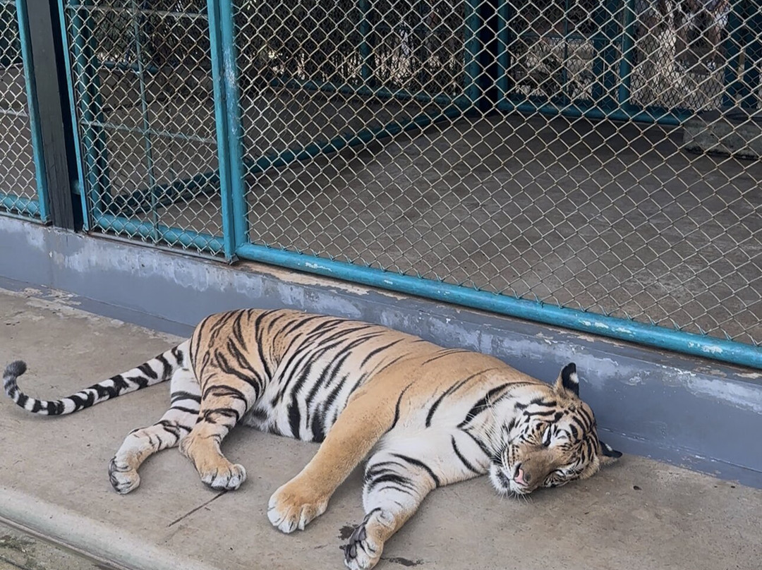 Tiger PARK Phuket-查龙必去景点
