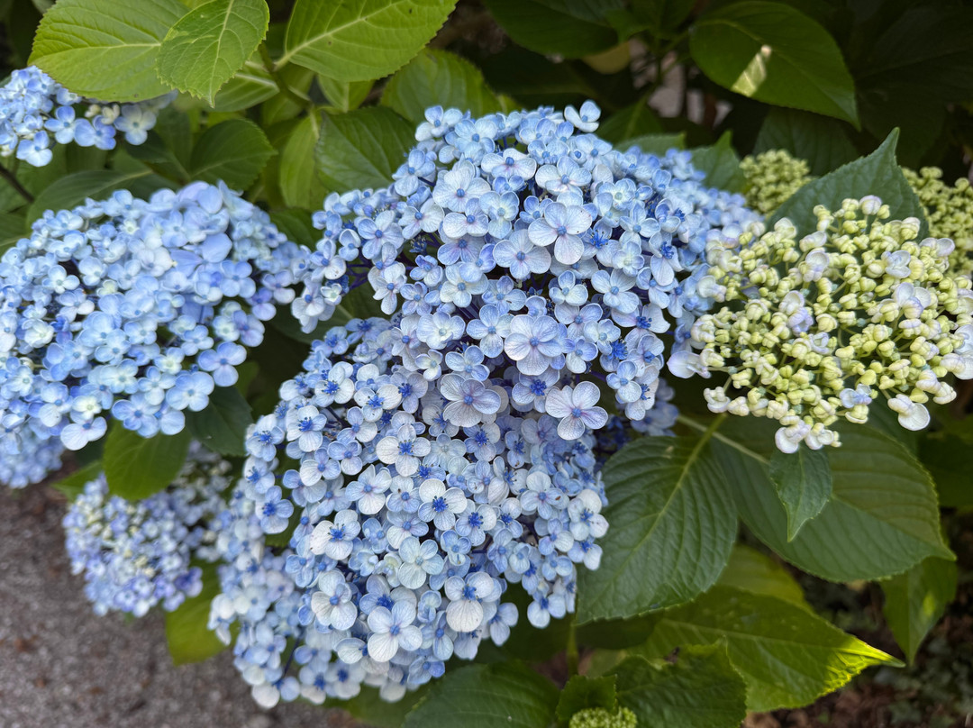 Trewithen Gardens-Grampound必去景点