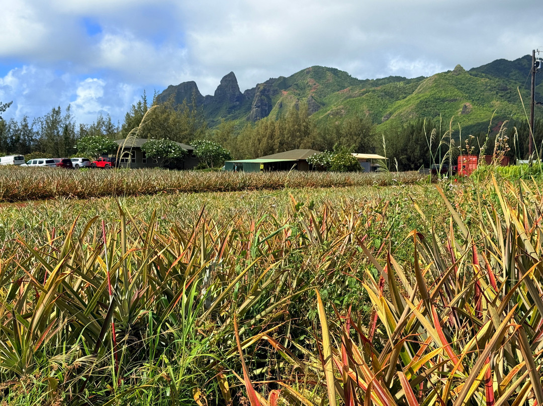 Sugarloaf Pineapple Farm-基拉韦厄必去景点
