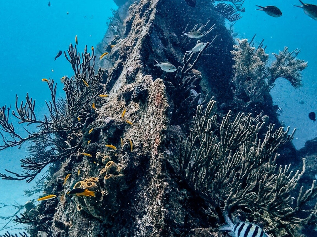 Seahorse Divers Barbados-奥伊斯廷斯必去景点
