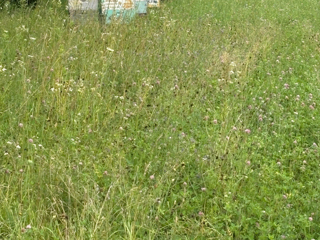 New Life Lavender Farm-巴拉布必去景点