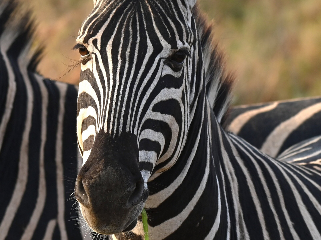 Bayala Private Safari Lodges主图