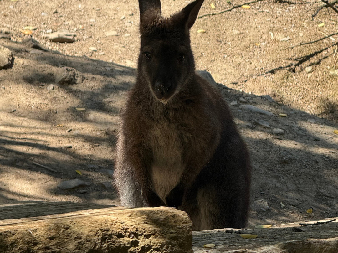 Parc Animalier Des Pyrénées-Ayzac-Ost必去景点