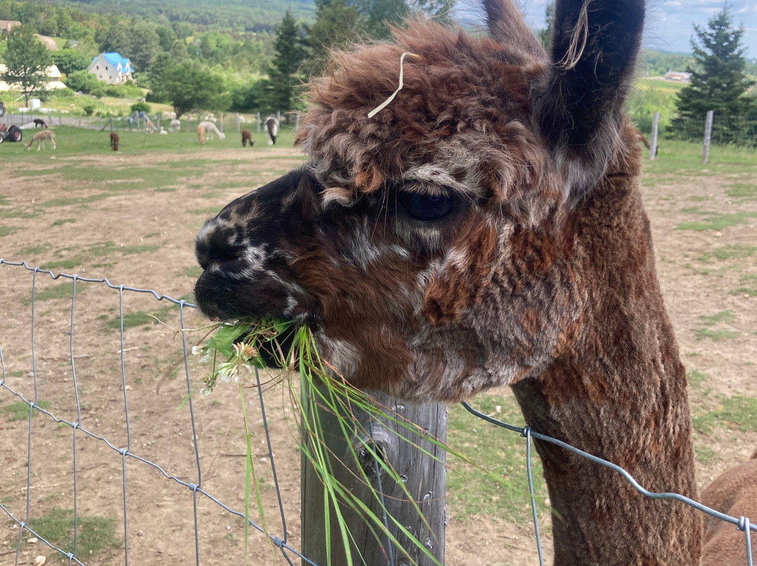 Alpacas Charlevoix-Les Eboulements必去景点