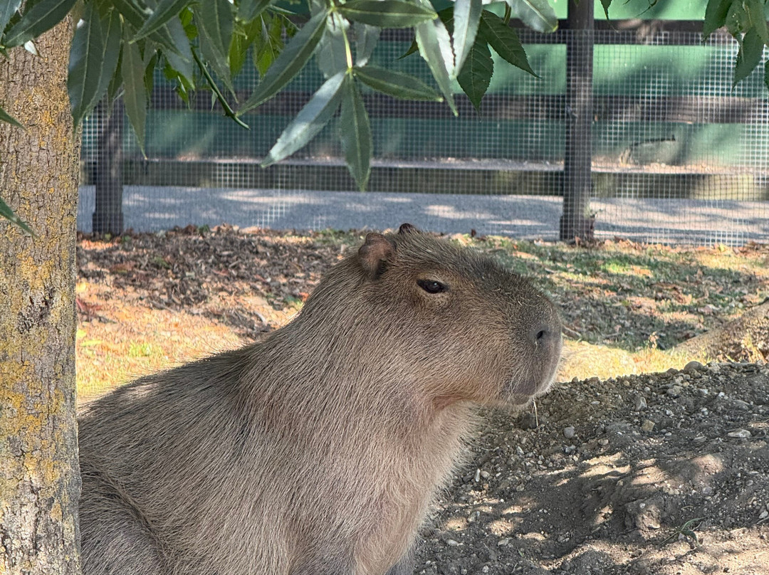 Shepreth Wildlife Park-Shepreth必去景点
