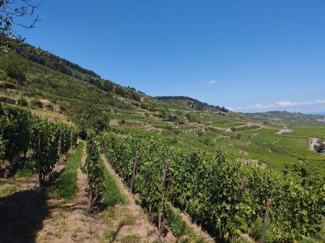 Route des Vins d'Alsace-科尔马必去景点