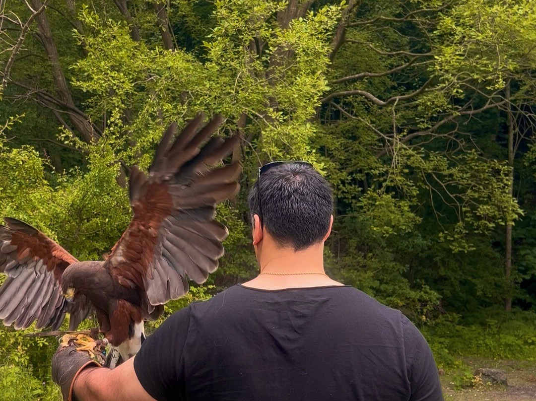 Riverside Falconry-纽卡斯尔必去景点
