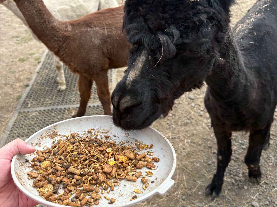 Walking the goats at Lower Coates-巴恩斯利必去景点