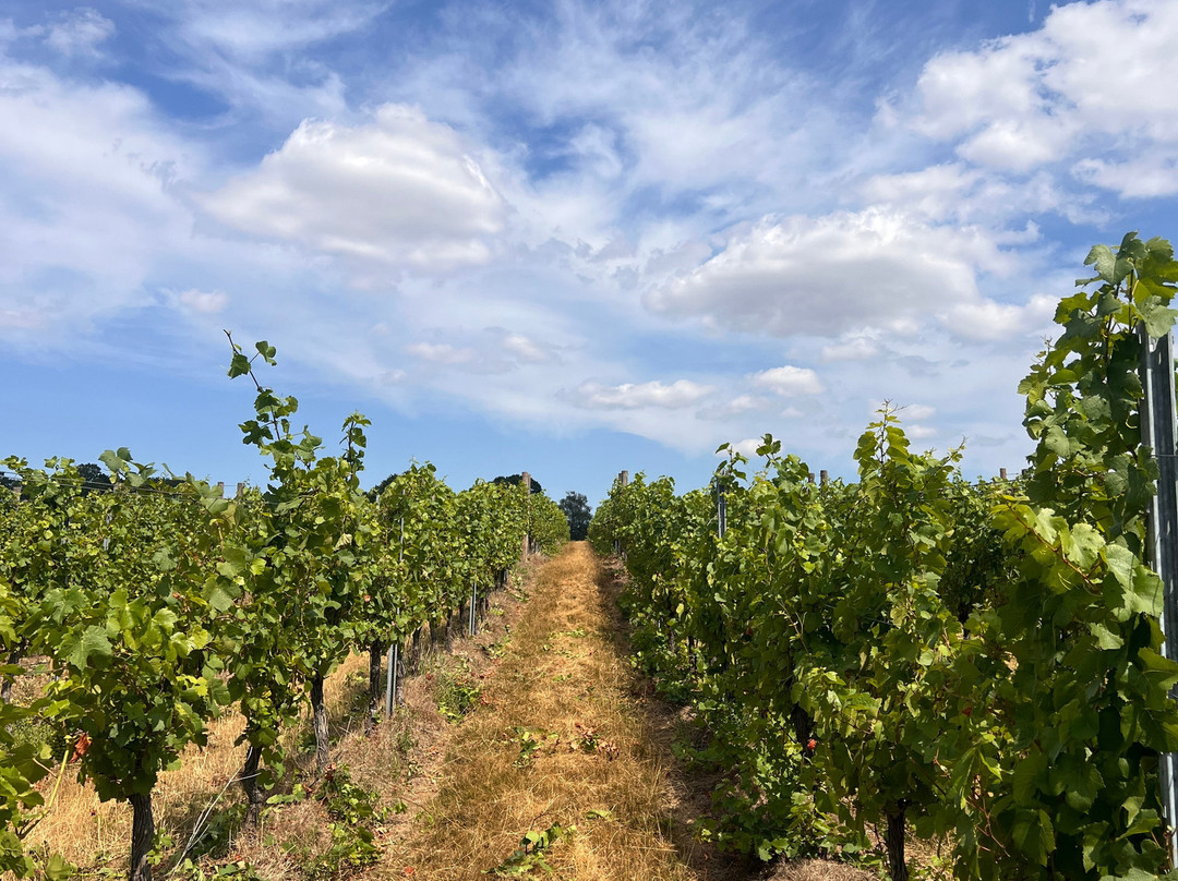Woodchurch Vineyard-Woodchurch必去景点