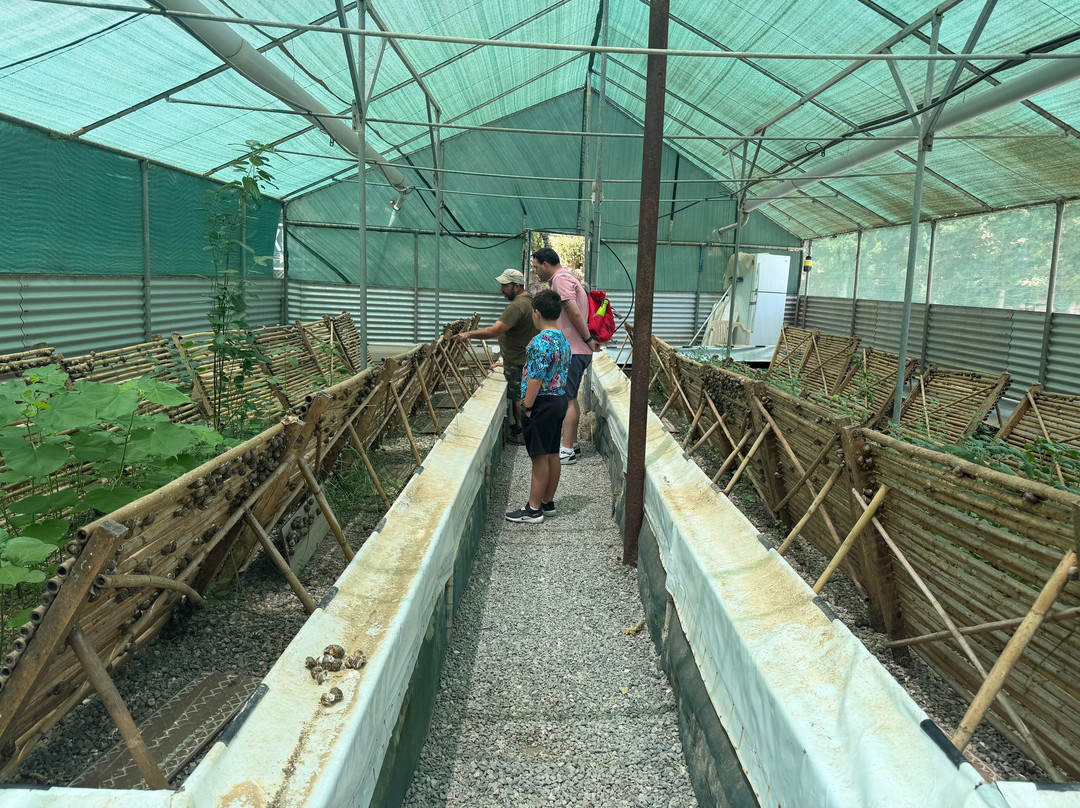 Snail Farm And Fun-Tylissos必去景点