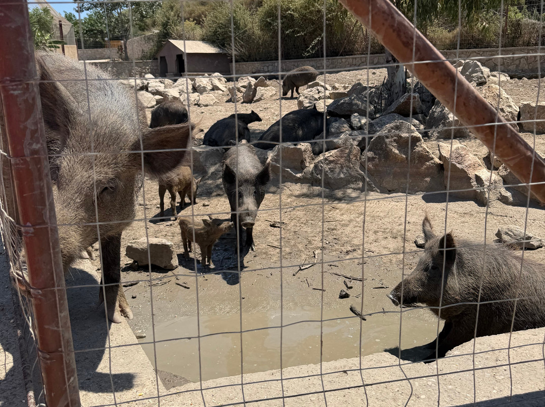 Farma of Rhodes Petting Zoo-Theologos必去景点