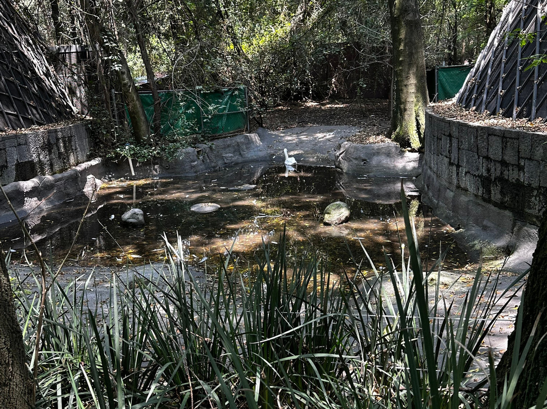 Zoológico de Chapultepec-墨西哥城必去景点