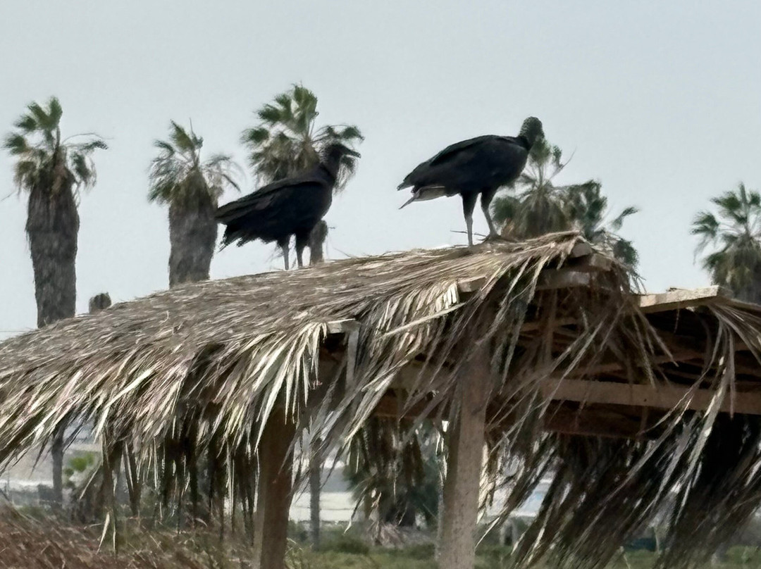 Humedal Pantanos de Villa-利马必去景点