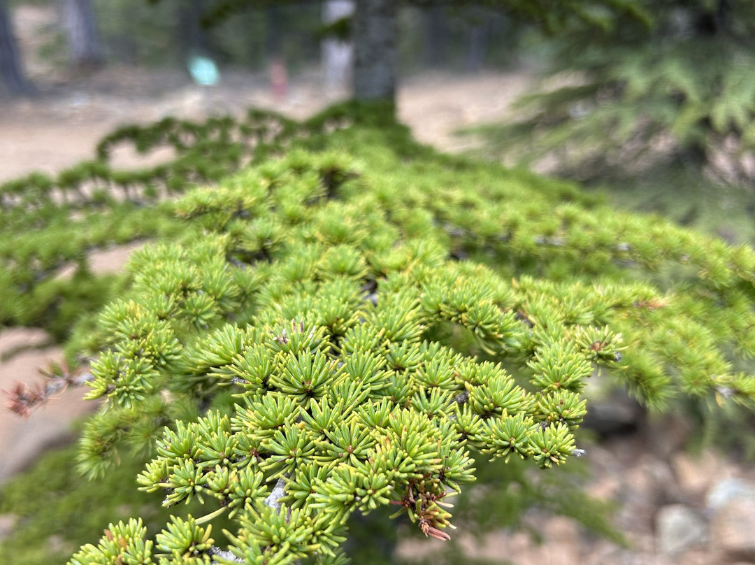 Artemis Nature Trail-特罗多斯必去景点
