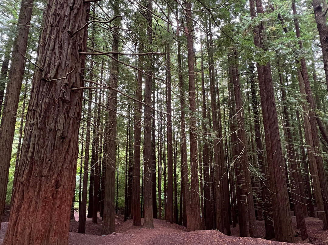 Natural Monument of the Sequoias of Monte Cabezón-Cabezon de la Sal必去景点