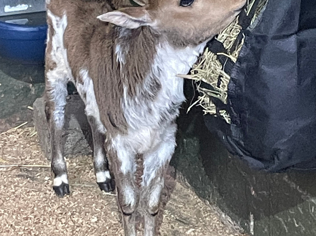 Greenacres Animal Park-Deeside必去景点