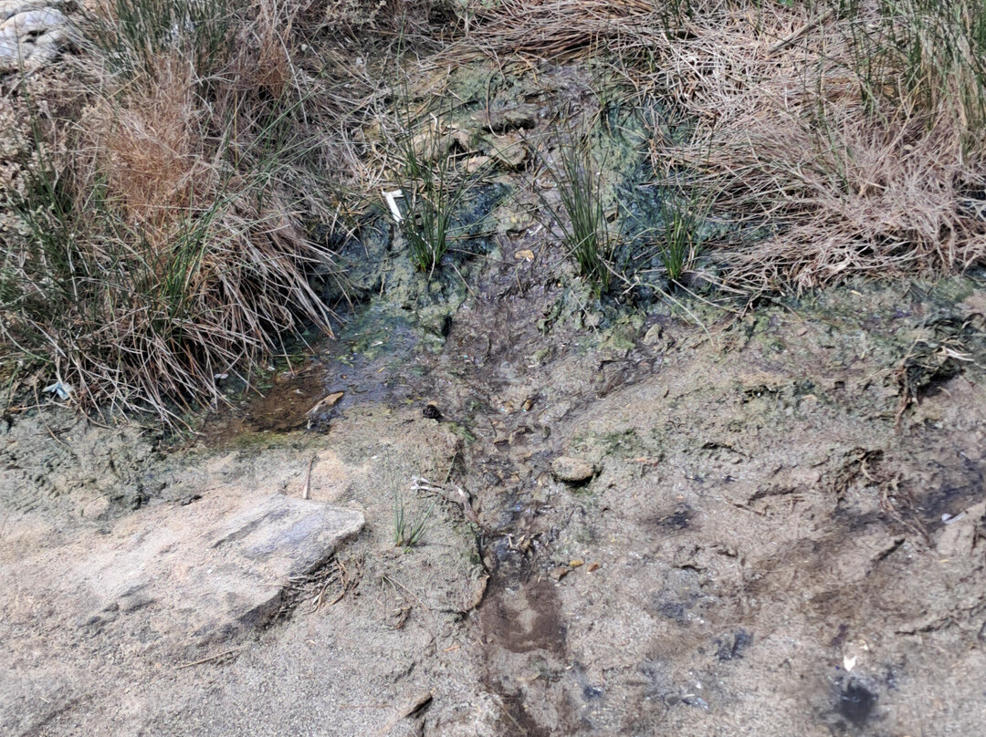 Spiaggia della Pelosetta-斯廷蒂诺必去景点
