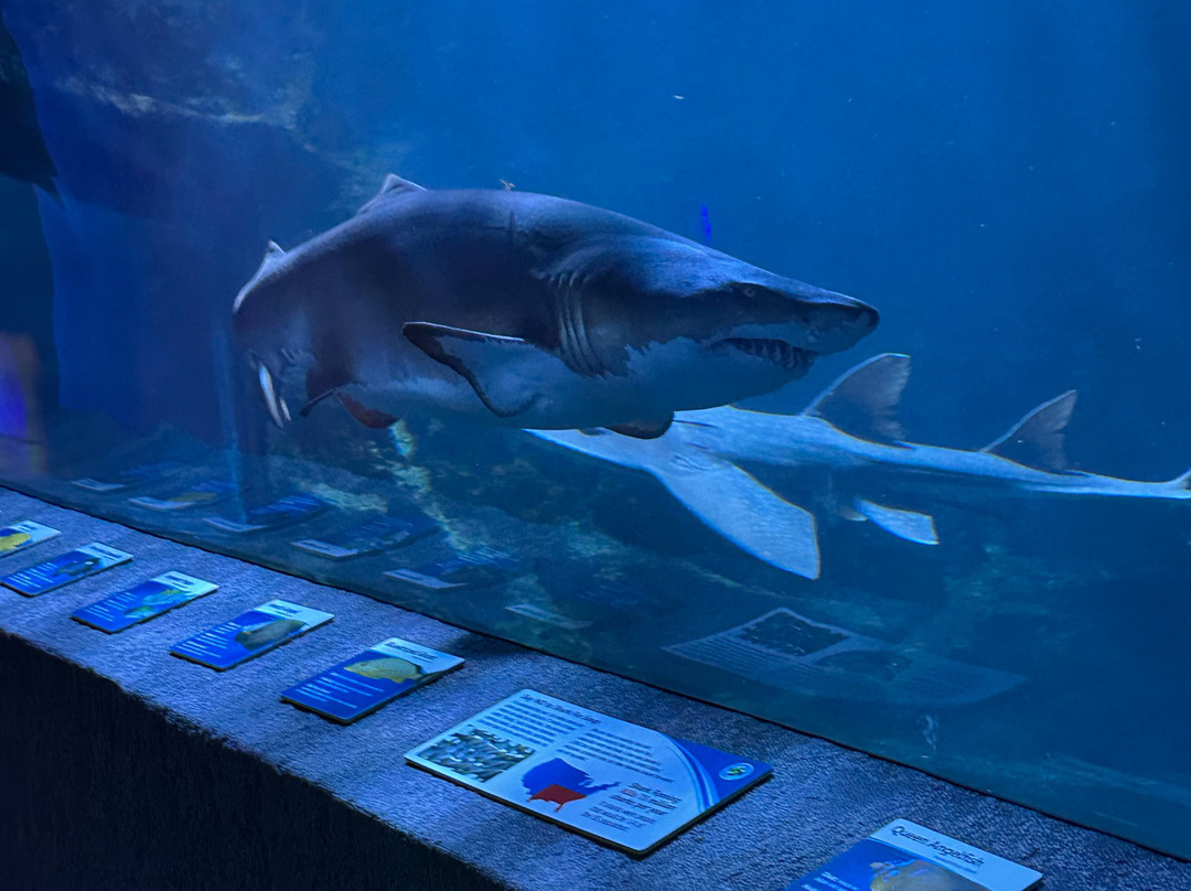 Newport Aquarium-Newport必去景点