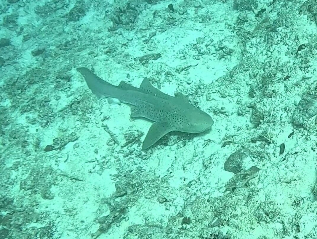 Euro-Divers LUX South Ari Atoll-南阿里环礁必去景点
