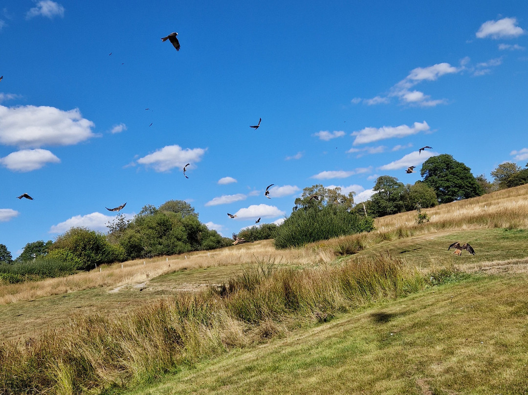 Gigrin Farm Red Kite Feeding Centre-Rhayader必去景点