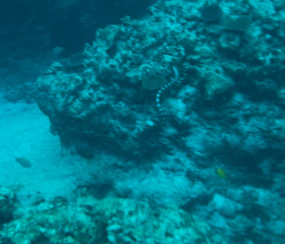 Niue Blue Island Experiences-阿洛菲必去景点