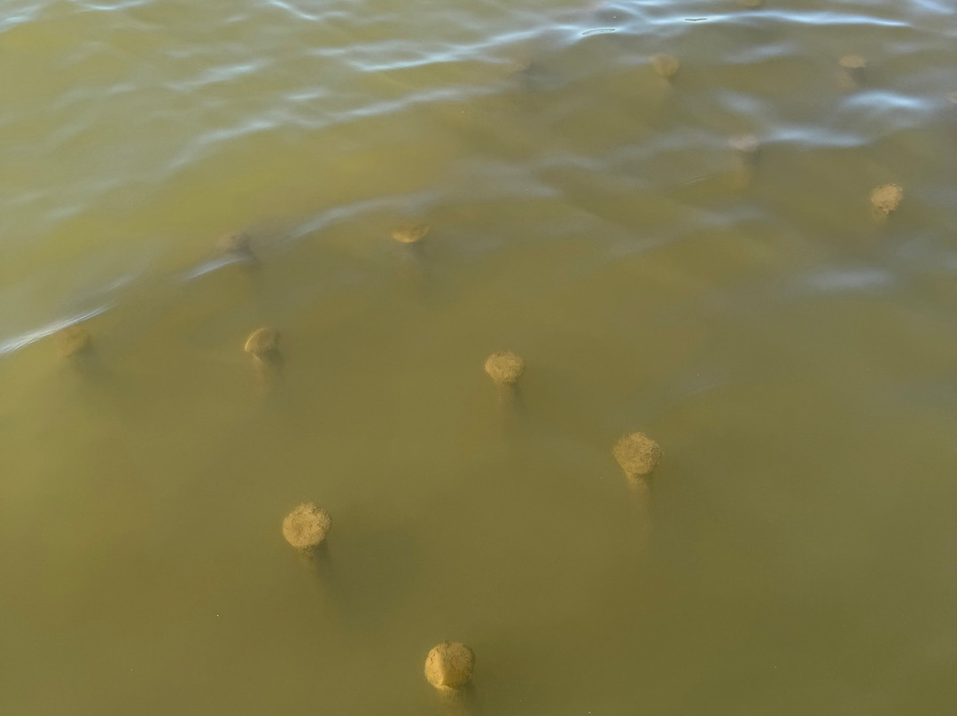 Mallows Bay-Potomac River National Marine Sanctuary-Nanjemoy必去景点