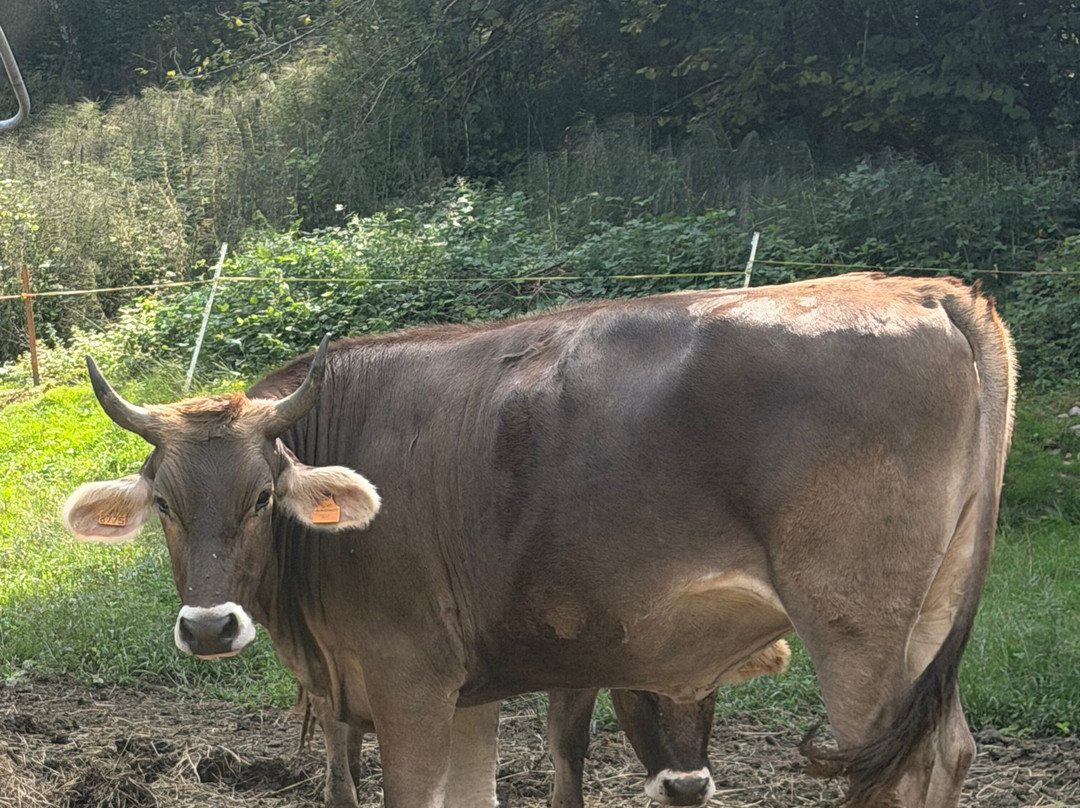Val Vertova Roset-Vertova必去景点