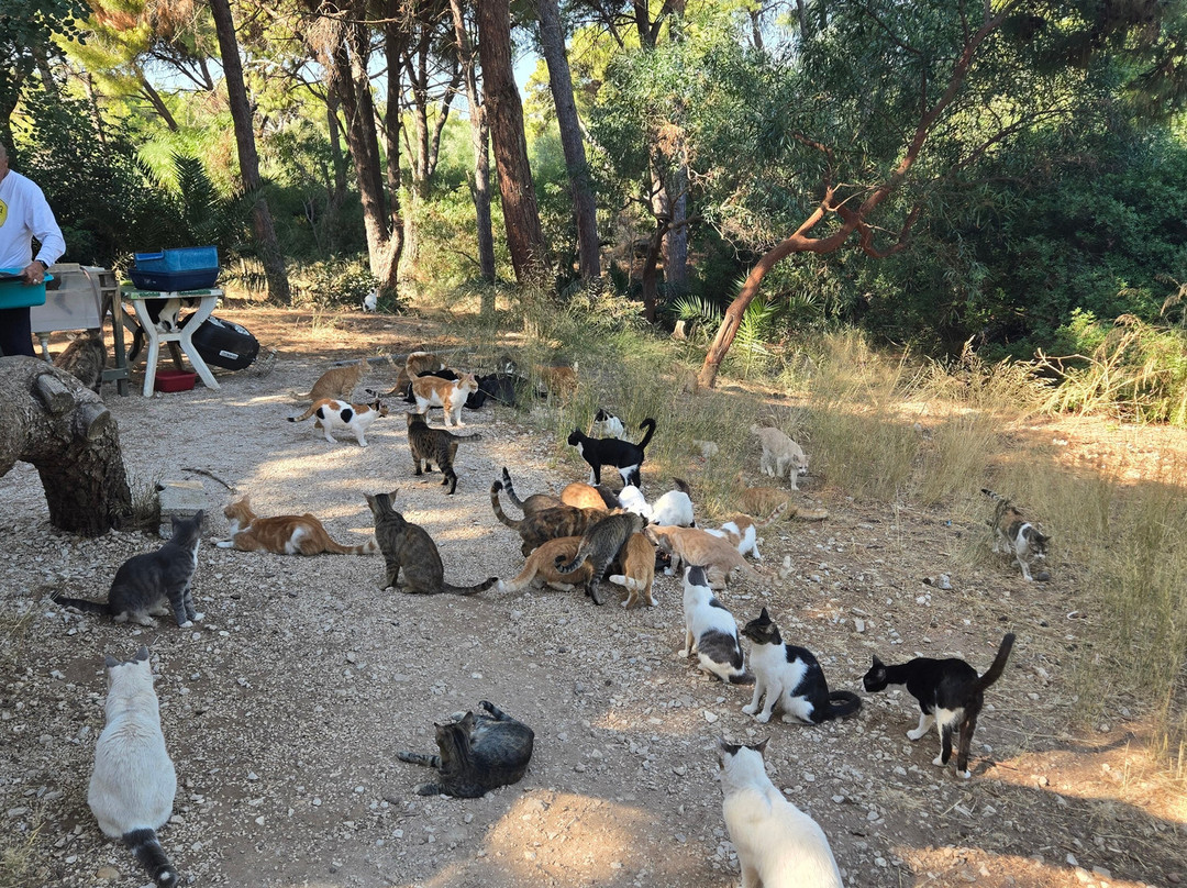 Kallithea Cats-Kallithea必去景点