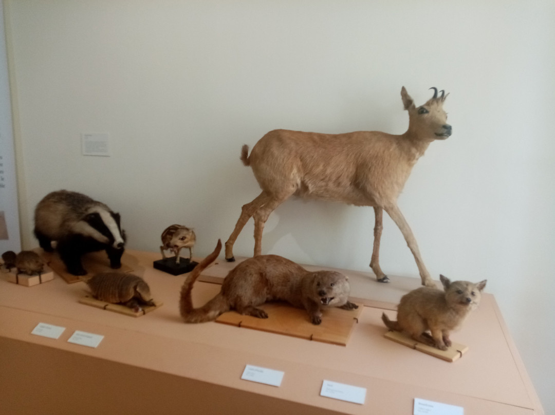 Musee d'Histoire Naturelle Philadelphe Thomas-Gaillac必去景点