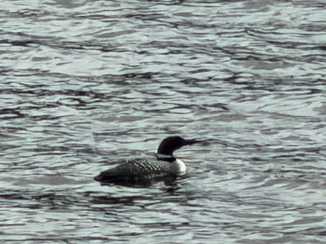 Ardea Muskoka-Port Carling必去景点