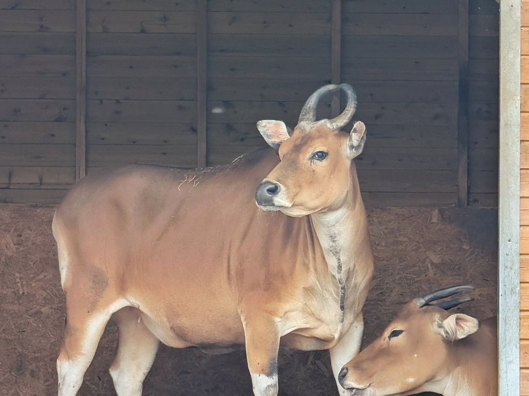 West Midlands Safari Park-Bewdley必去景点