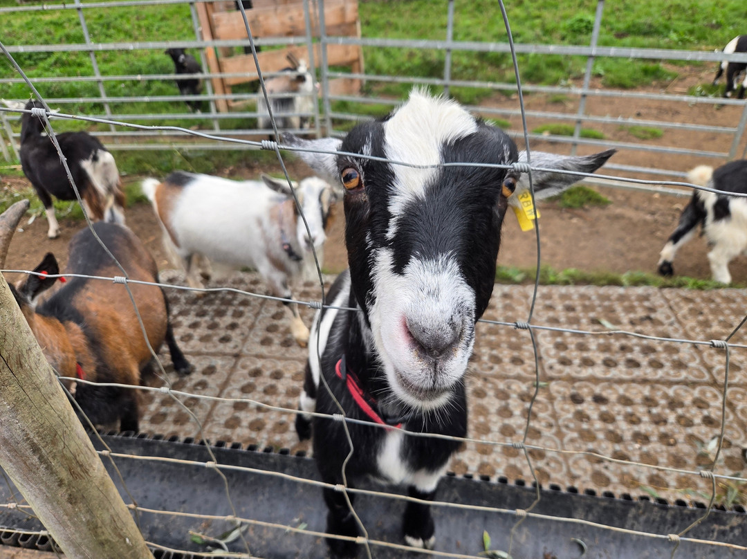 Blackwater Alpacas & Pygmy Goats-布伦特里必去景点