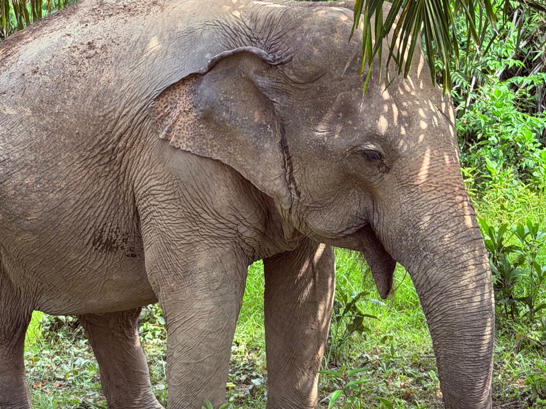 Following Giants - Krabi-Khlong Hin必去景点